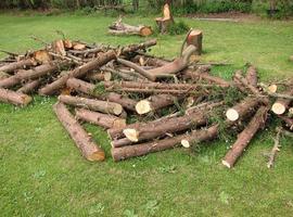 El Día del Árbol reúne en Navia a las cooperativas forestales asturianas