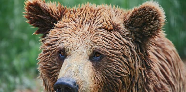 Un oso osado causa una intensa búsqueda en la comarca de Cabárceno