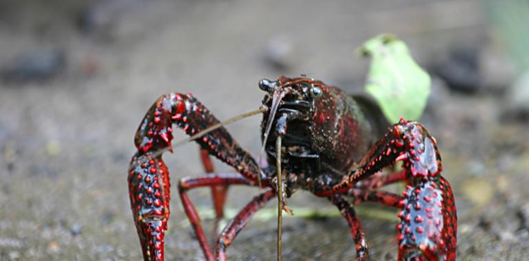 El cambaru roxu invade Gijón