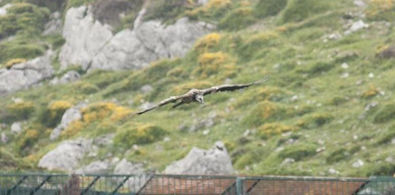 Cares y Vitorina se unen a la familia de quebrantahuesos asturiana