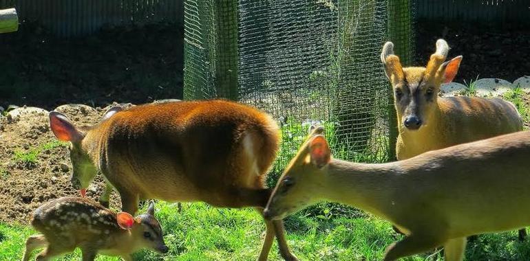 Nace un bambi en el zoológico de Oviedo