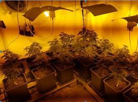 Dos detenidos en Noreña con 100 plantas de marihuana
