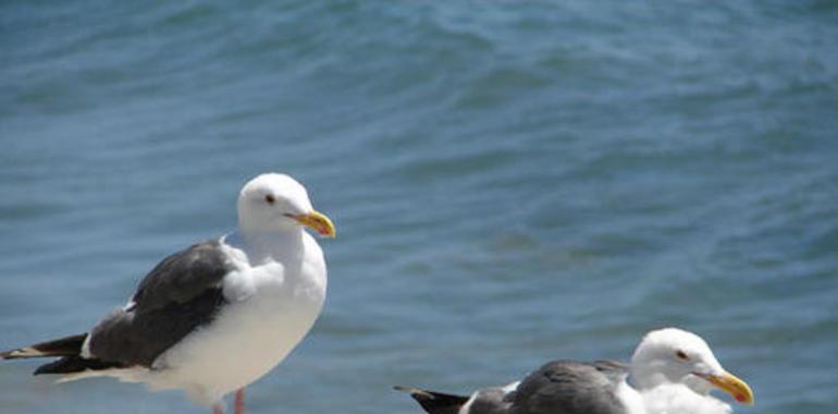 Cs reclama medidas efectivas de control de las gaviotas en Gijón