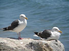 Cs reclama medidas efectivas de control de las gaviotas en Gijón