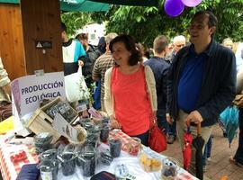 Los frutos roxos asturianos ganan plantío