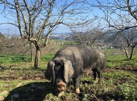 FORO pide un mayor aprovechamiento de recursos como la bellota o la castaña