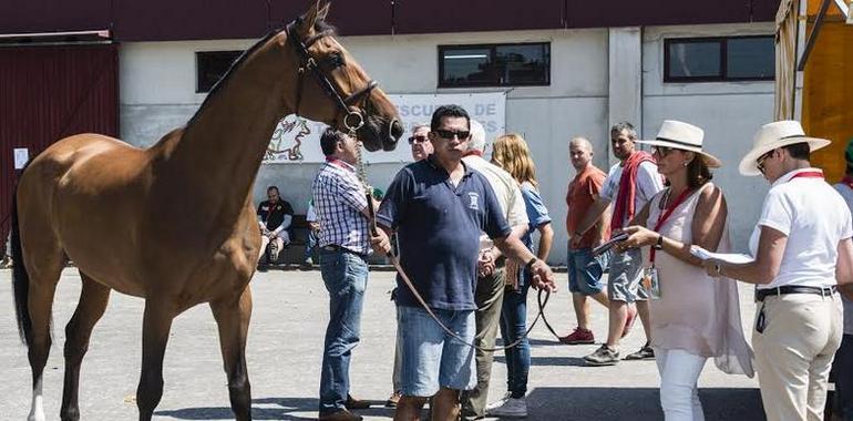 El CSIO Gijón abre hoy con 229 caballos y 85 jinetes 