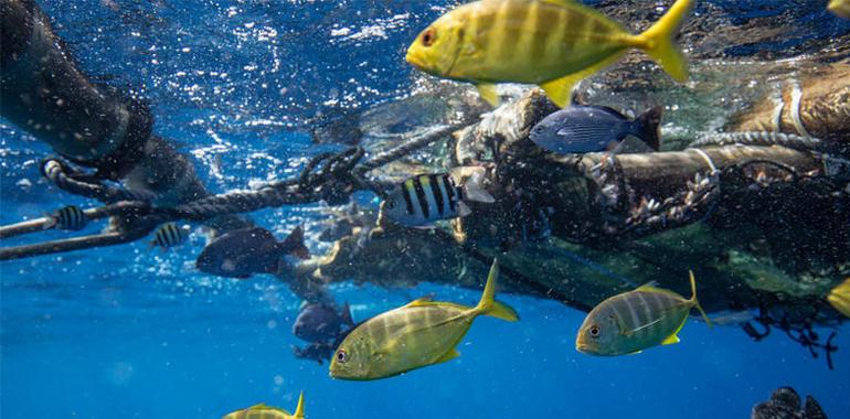 Plásticos: el alien tóxico de la mar que llega a nuestros platos
