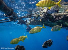 Plásticos: el alien tóxico de la mar que llega a nuestros platos