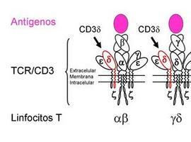 Descubierta una nueva inmunodeficiencia congénita