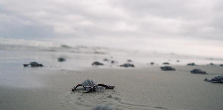 El nacimiento de huevos de tortuga en nidos de umbría es un 65% mayor