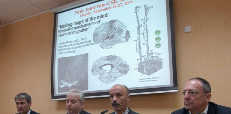 La neurobiología une al CSIC y a la Universidad de Yale 