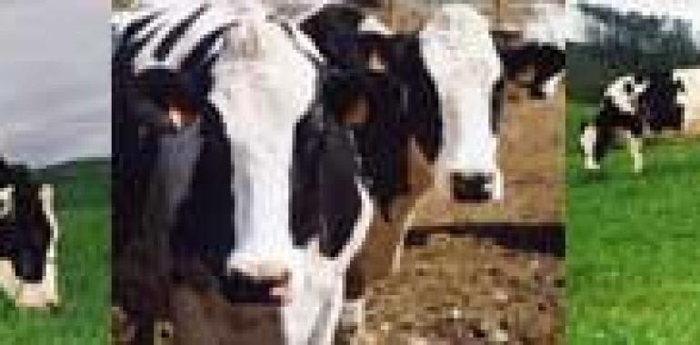 España reitera su posición a favor de establecer una duración mínima del contrato lácteo