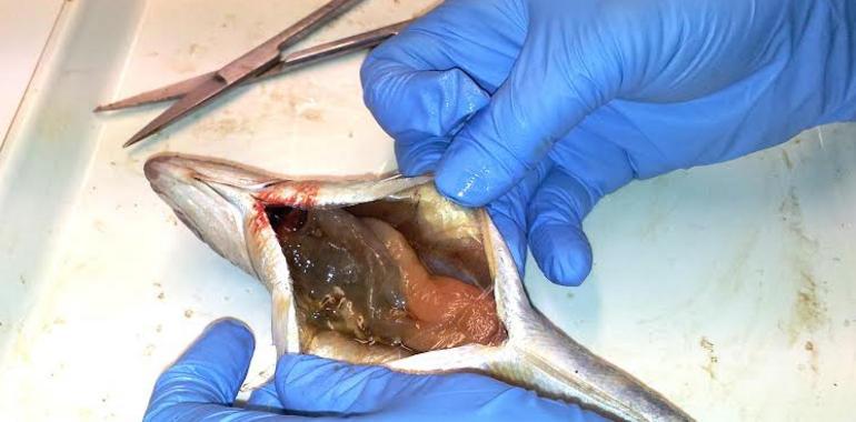 Investigadores del IEO detectan microplásticos en varias especies comerciales de peces