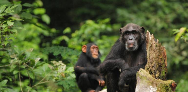 Investigadores confirman que chimpancés y bonobos se cruzaron hace miles de años