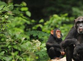 Investigadores confirman que chimpancés y bonobos se cruzaron hace miles de años