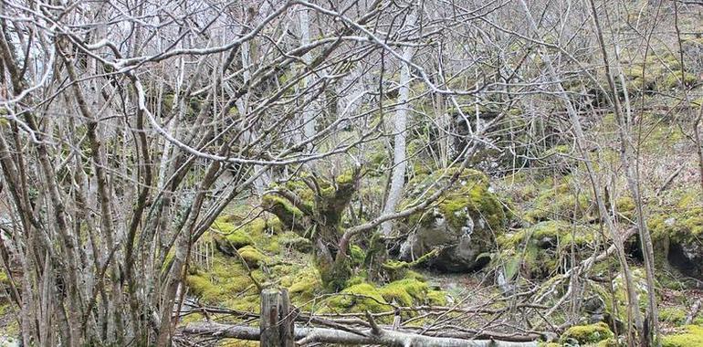 Una imagen de Los Arrudos gana el Turismo de Asturias en Instagram