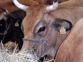 El campo asturiano muestra su potencial en Agropec