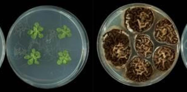 Demuestran que microorganismos nocivos para las plantas fomentan su crecimiento