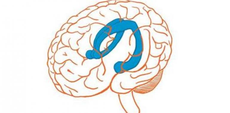 El lado derecho del cerebro es el que integra la información