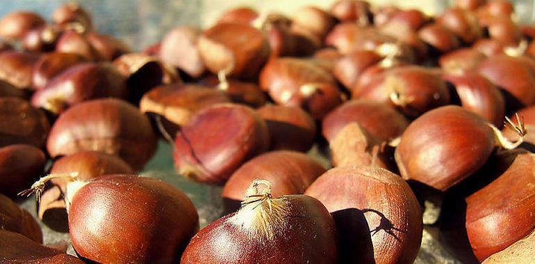 Asturias busca aumentar la producción en sus 100 mil hectáreas de castaño