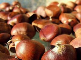 Asturias busca aumentar la producción en sus 100 mil hectáreas de castaño