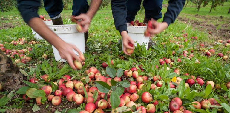 Manzana de restallu para la cosecha de Sidra de Manzana Seleccionada