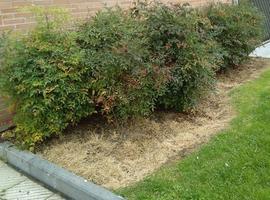 Ecologistas denuncian que #UniOvi utiliza herbicidas sin permiso