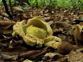 Descubiertas tres nuevas especies de hongos en la Amazonía brasileña