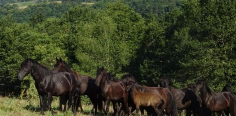 Piloña exhibirá en #Fitur su experiencia ecoturística con asturcones