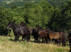 Piloña exhibirá en #Fitur su experiencia ecoturística con asturcones