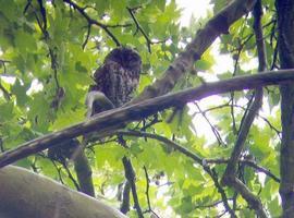 Día Mundial de las Aves en el Monte Deva