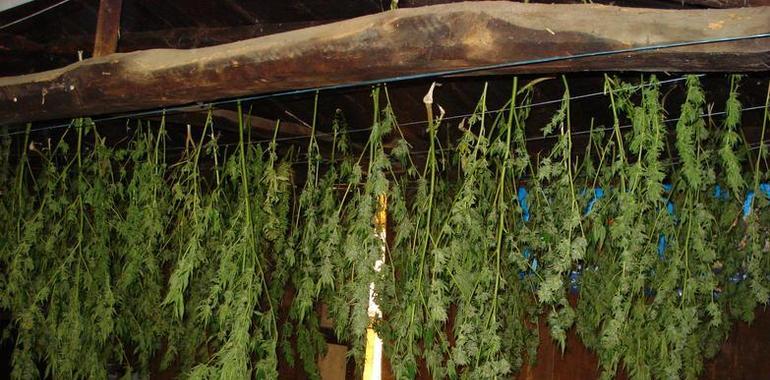 Detenida a una familia propietaria de una plantación de marihuana y a un vecino