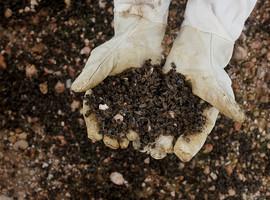 Millones de abezas muertas por uso de plaguicidas