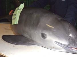 Sólo 30 seres separan la vaquita marina de la extinción planetaria