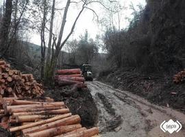 Herido un trabajador de la madera al caerle un árbol encima en Pravia