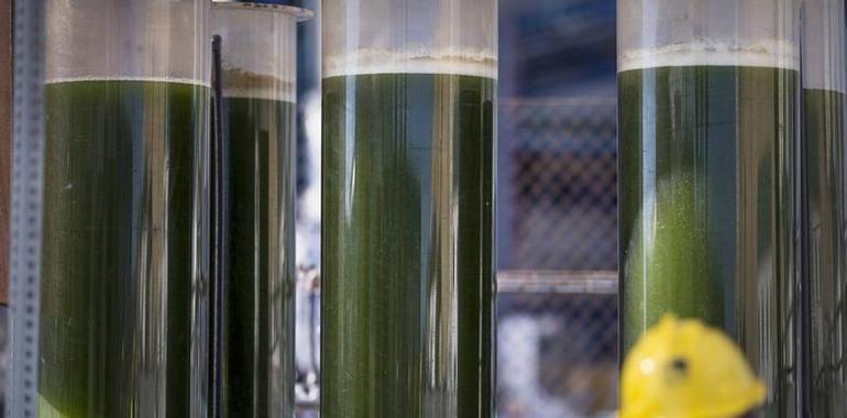La empresa Neoalgae representará a Gijón en el encuentro de PYMES innovadoras de la Red Innpulso