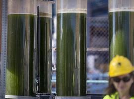 La empresa Neoalgae representará a Gijón en el encuentro de PYMES innovadoras de la Red Innpulso
