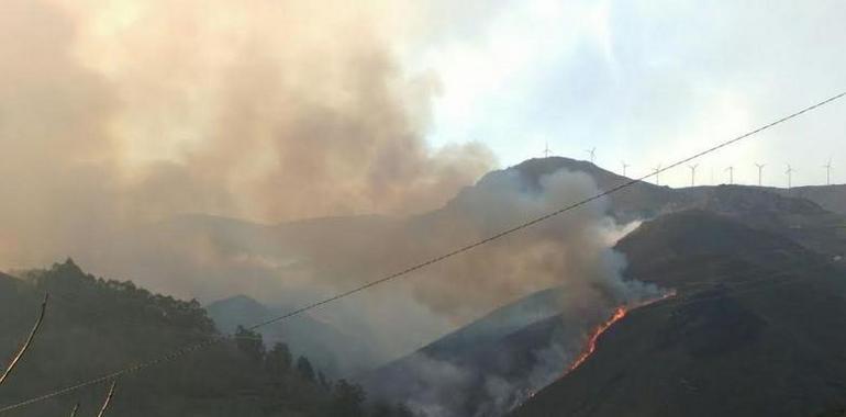 Ecologistas relacionan los incendios forestales con el pastoreo