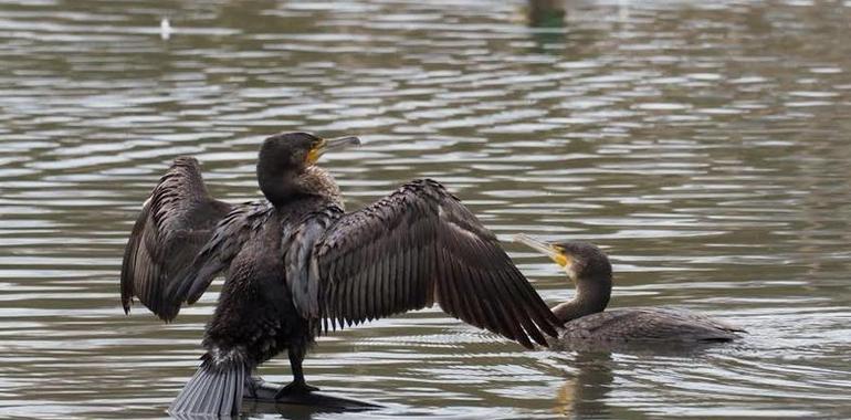 Colectivos ecologistas piden cese de la matanza de cormoranes en Asturias