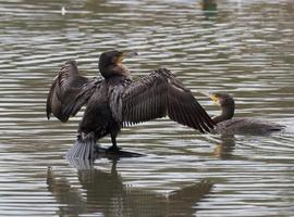 Colectivos ecologistas piden cese de la matanza de cormoranes en Asturias