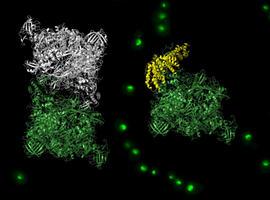 Un trabajo del CSIC descubre el mecanismo que controla el crecimiento celular sin nutrientes