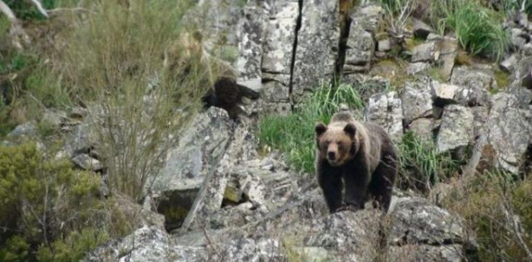 Cantábrico descubre las criaturas fabulosas del norte