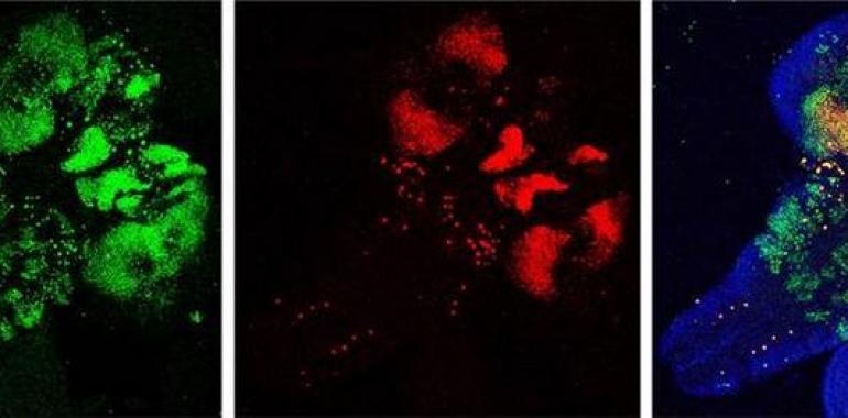 Regiones del ADN que regulan la expresión génica del sistema nervioso tienen actividad en otros tejidos
