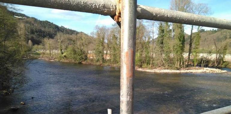 FORO denuncia obras en Cornellana contra los salmónidos del Narcea