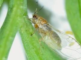 La patata europea, a salvo por ahora de la bacteria que la ataca en América y Nueva Zelanda
