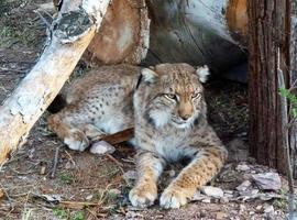 El lince europeo vuelve a Asturias