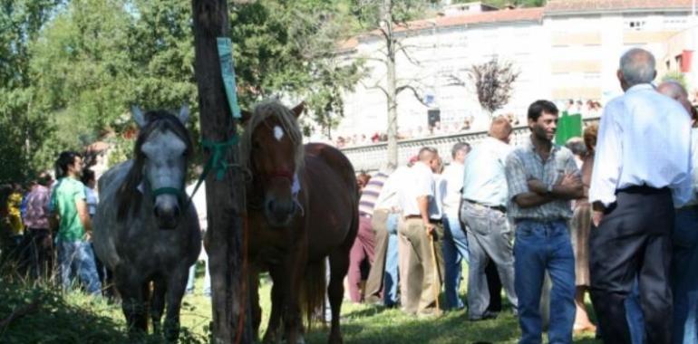 Un centenar de caballos presentes en el VIII Concurso de Tineo que se celebra mañana, martes