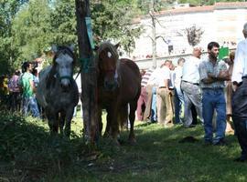 Un centenar de caballos presentes en el VIII Concurso de Tineo que se celebra mañana, martes