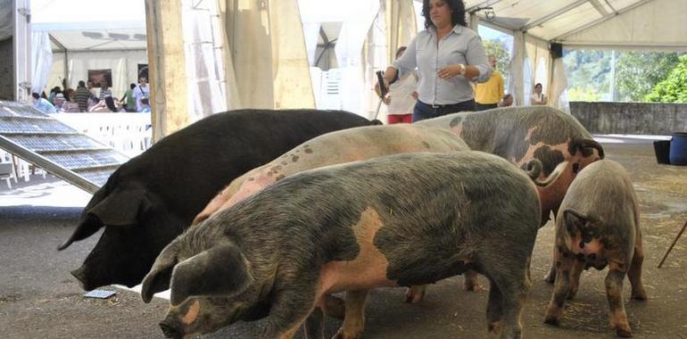 Los mejores gochos invaden Morcín